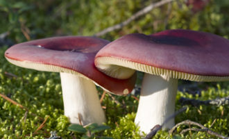 ⏰ як ростуть гриби, за скільки виростають гриби після дощу