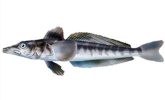 ⏰ скільки варити крижану рибу-рецепт, нюанси варіння, зручний таймер і способи зварити в каструлі, мультиварці і пароварці