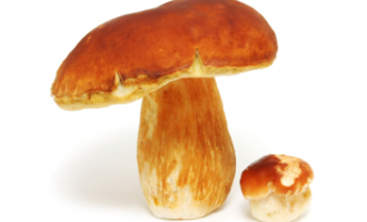 ⏰ Як варити білі гриби-скільки варити перед смаженням і до готовності?
