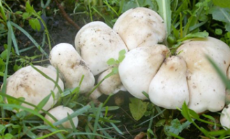 ⏰ Як варити травневі гриби-скільки варити перед смаженням і до готовності?