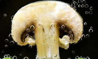 ⏰ чи Обов'язково варити гриби перед смаженням? Або можна відразу смажити?